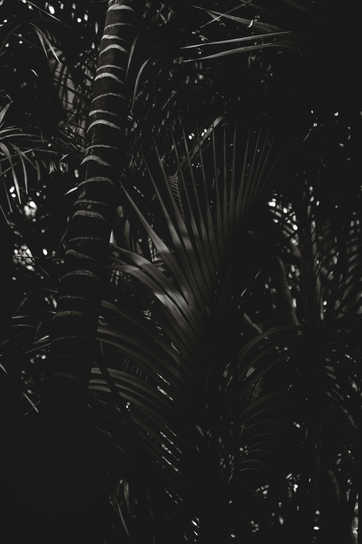 Lush Palms