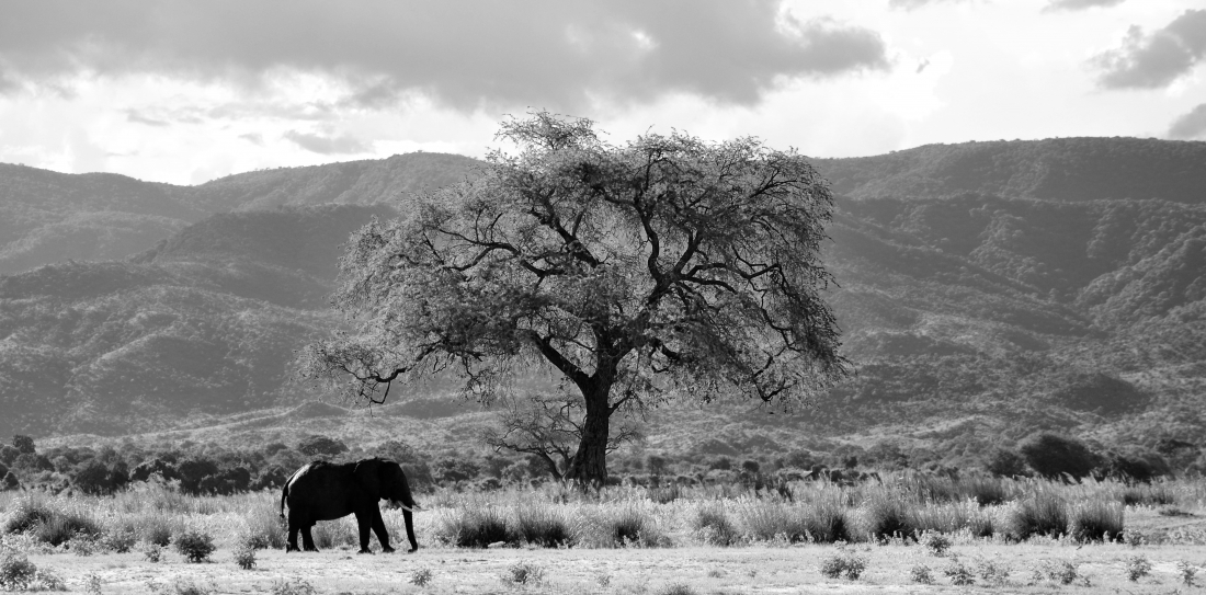 Elephants of Zimbabwe