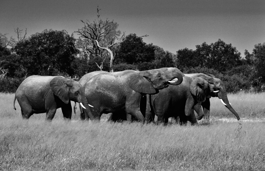 Elephants of Zimbabwe