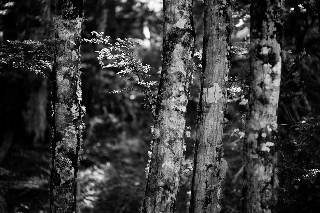 Southern Alps, New Zealand