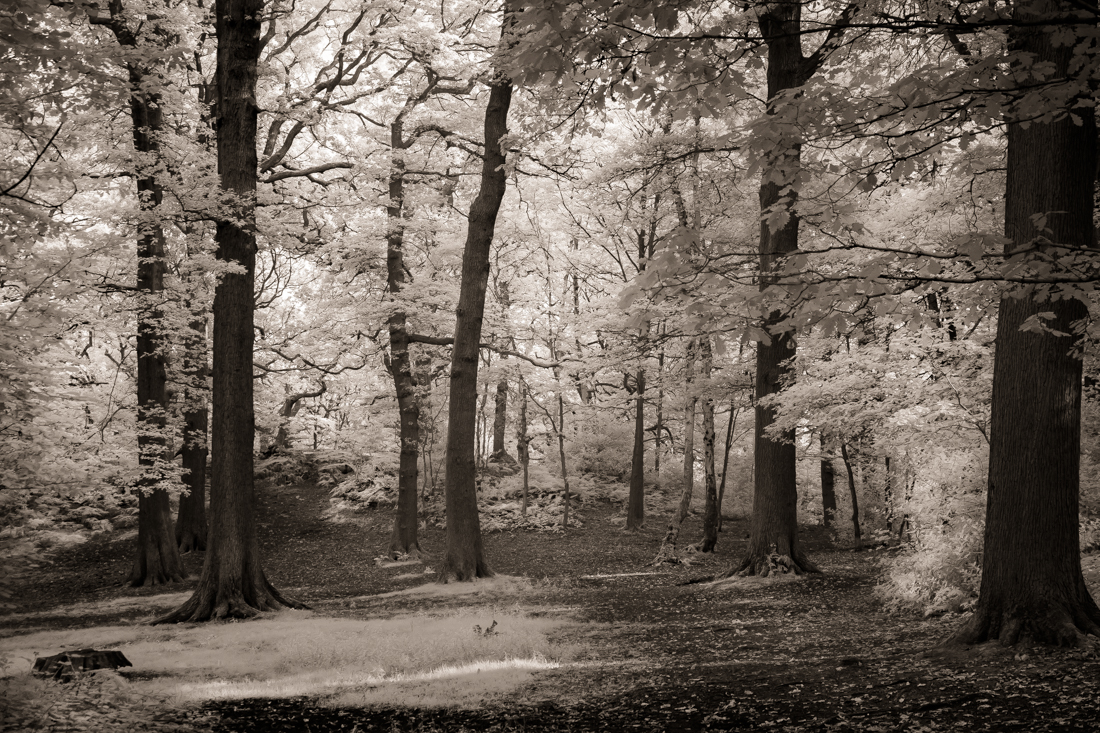 Woodlands of Charnwood Forest in infrared.