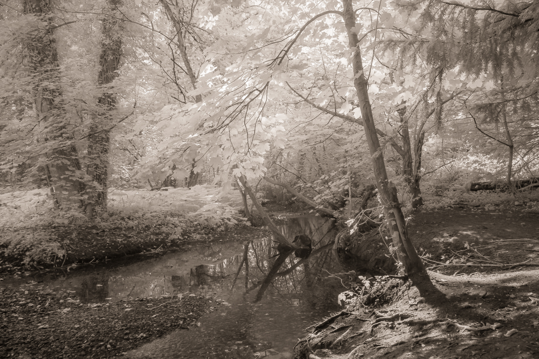Woodlands of Charnwood Forest in infrared.