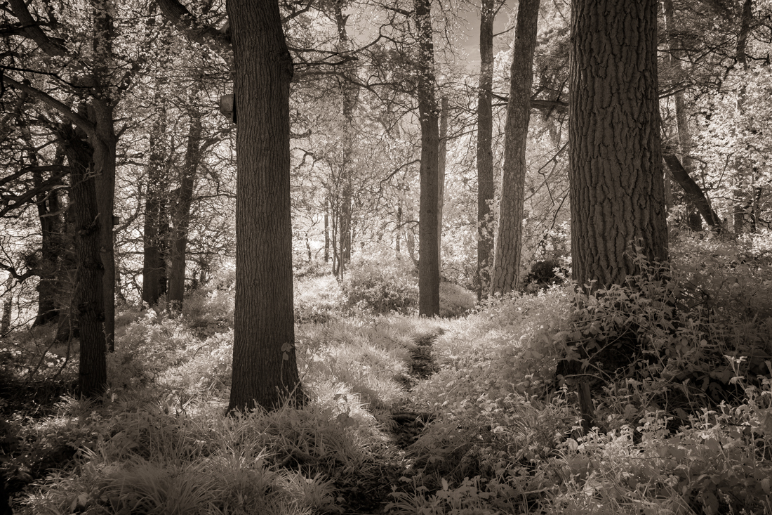 Woodlands of Charnwood Forest in infrared.