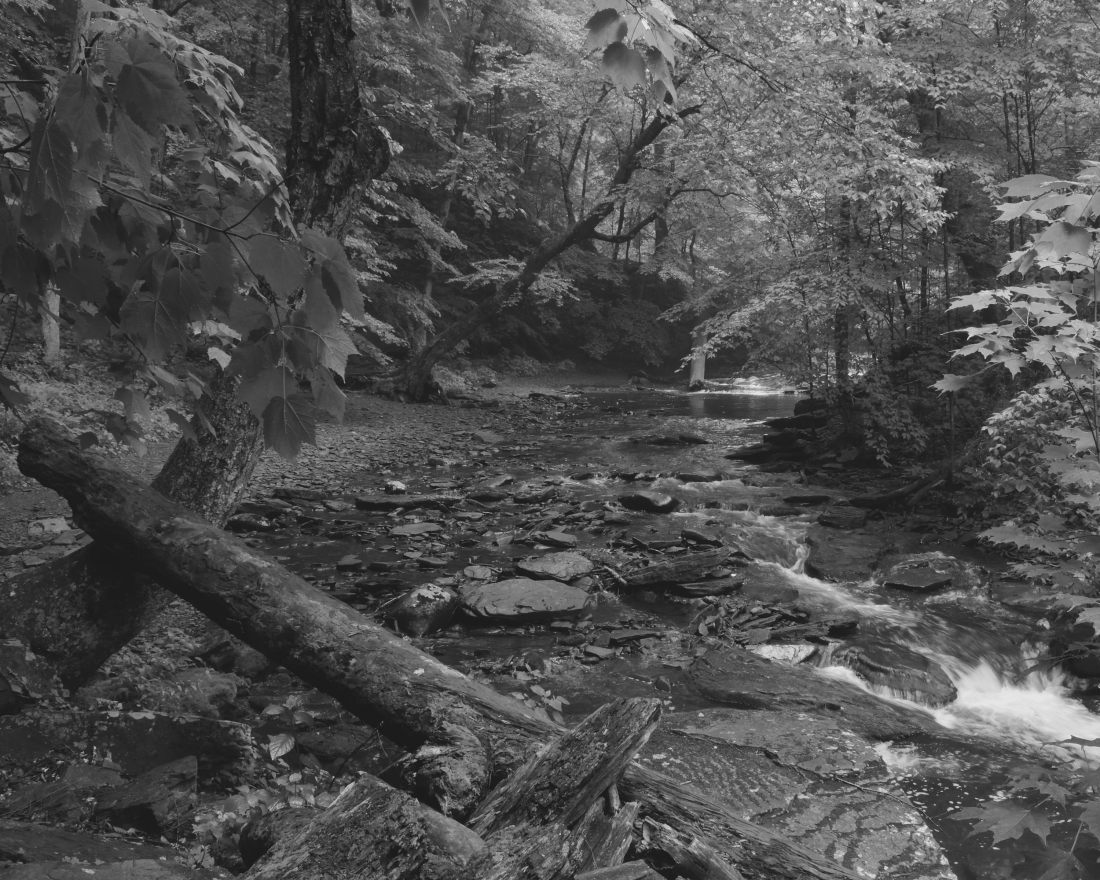 The Falls Trail at Ricketts Glen.