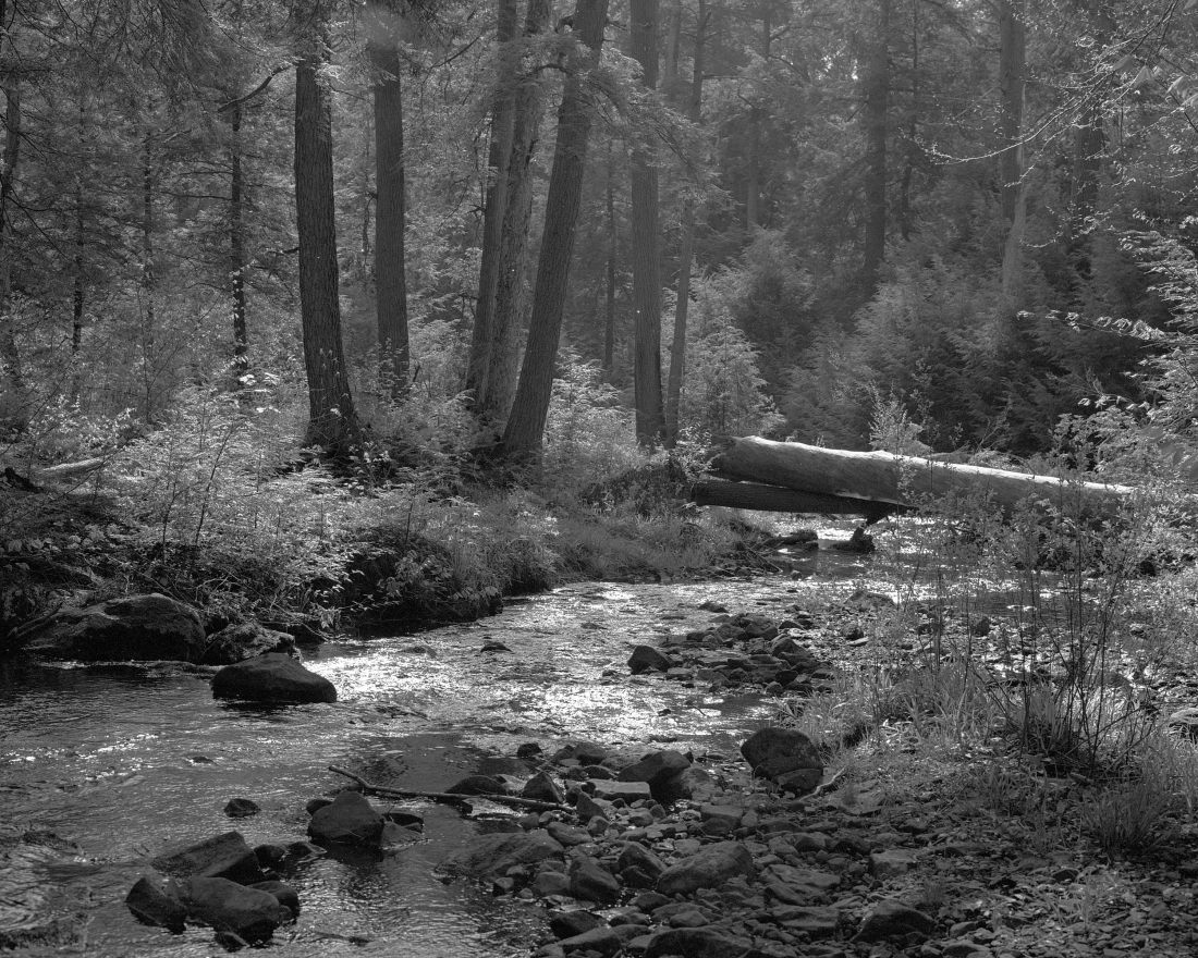 The Falls Trail at Ricketts Glen.