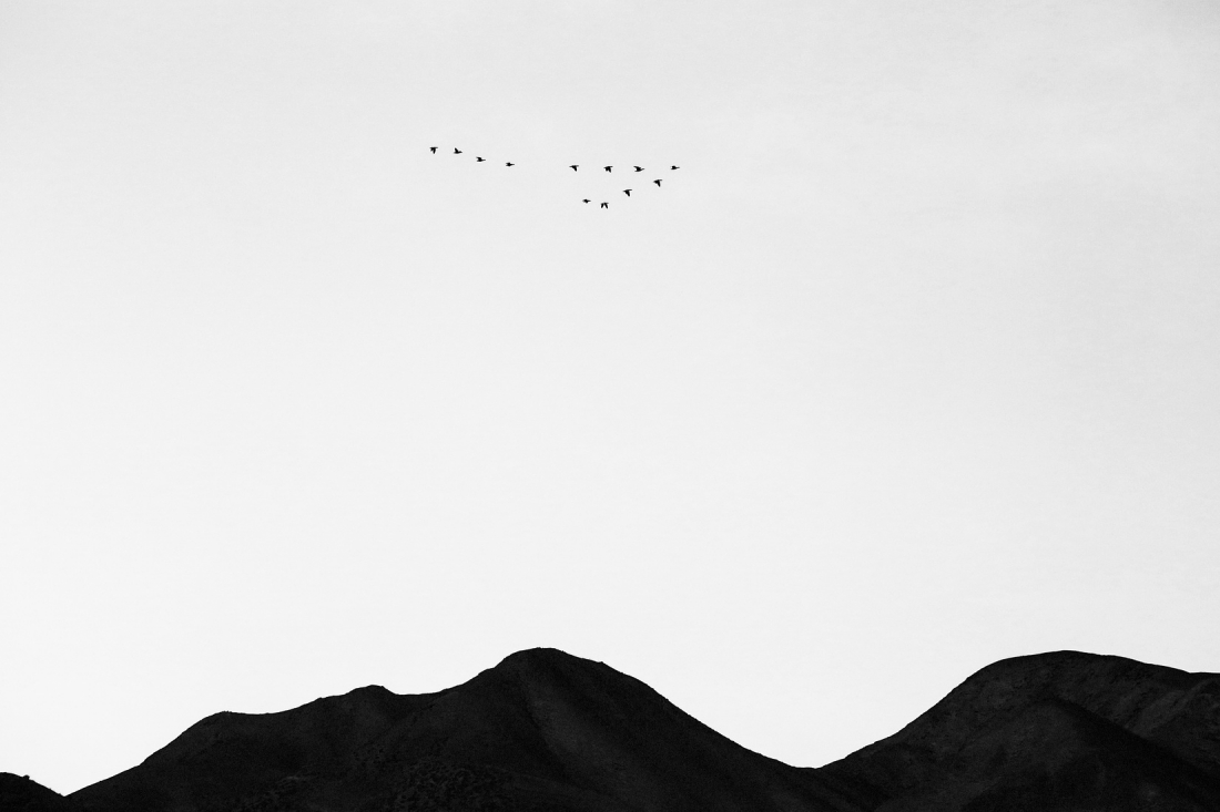 Wild geese flying south