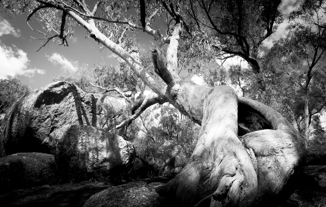 Girraween Landscape Forms