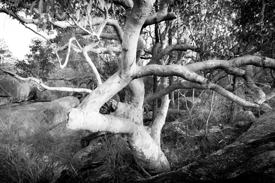 Girraween Landscape Forms