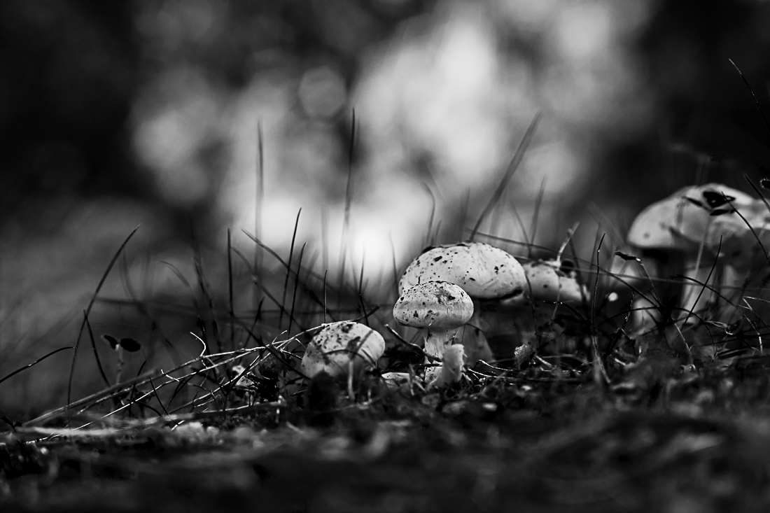Mushrooms season