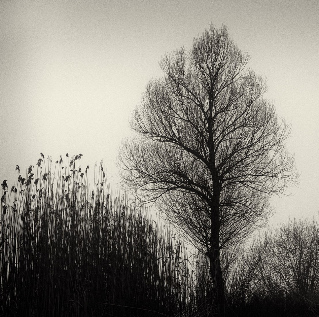Lines of growth