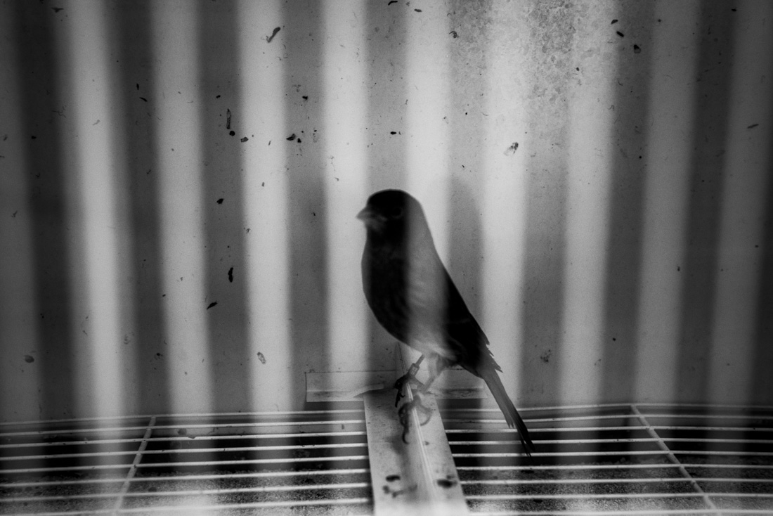 THE BIRDS OF POLLUTION