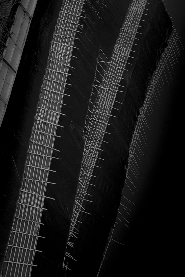The Bamboo Incubation
