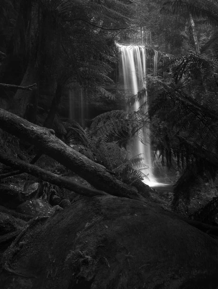 Looking Between Trees  