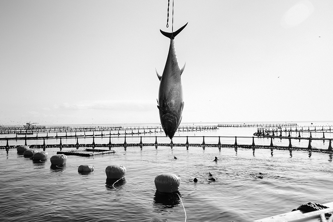 Iberian from the sea