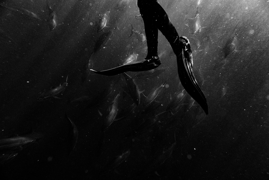 Iberian from the sea