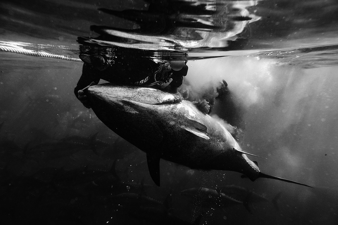 Iberian from the sea