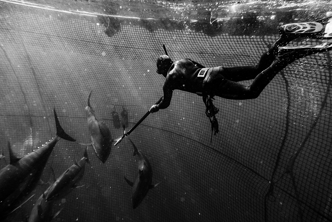 Iberian from the sea