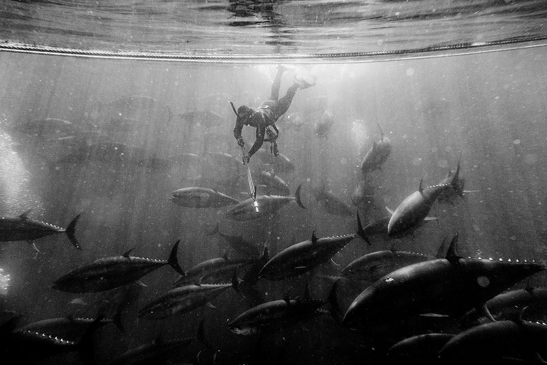 Iberian from the sea