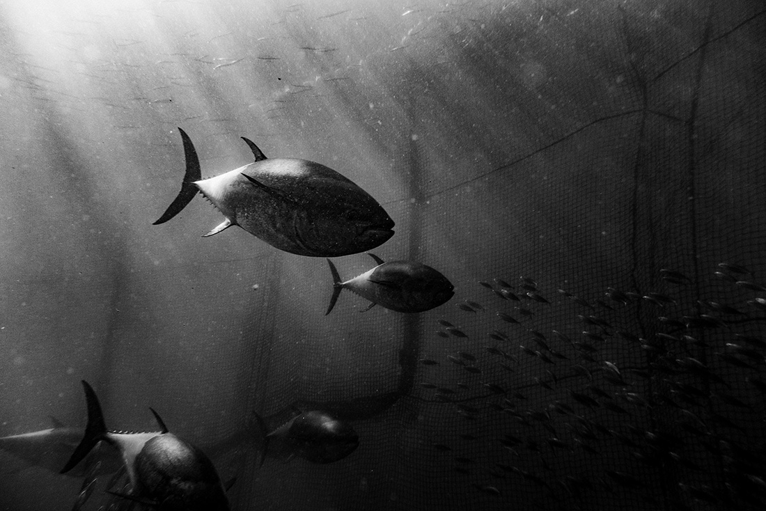 Iberian from the sea