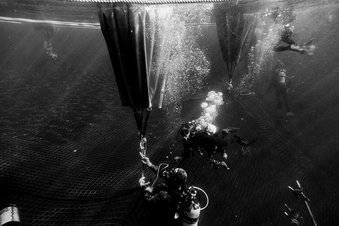 Iberian from the sea