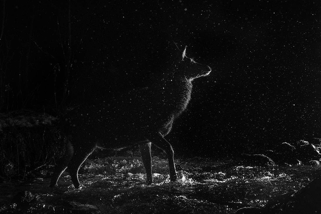 Red deer  crossing a river