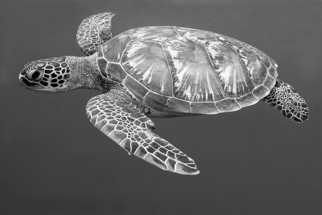 Our Oceans, our Life