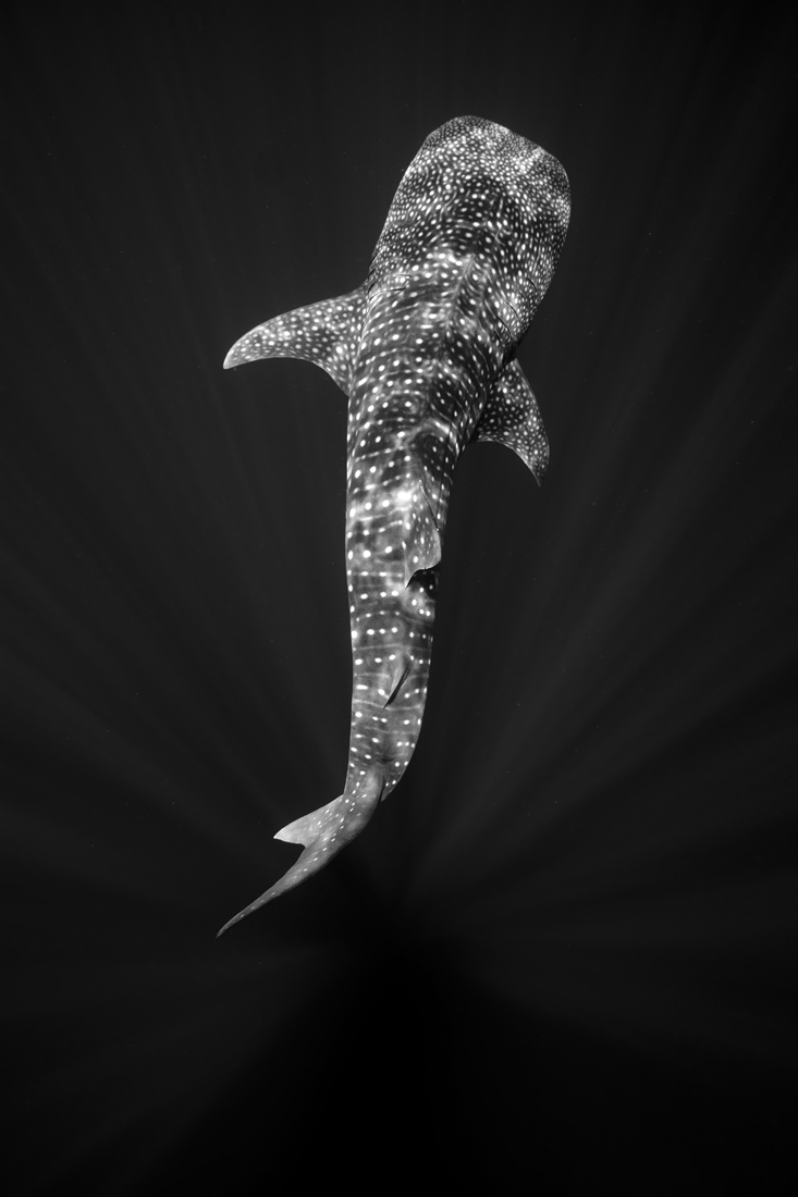 Our Oceans, our Life