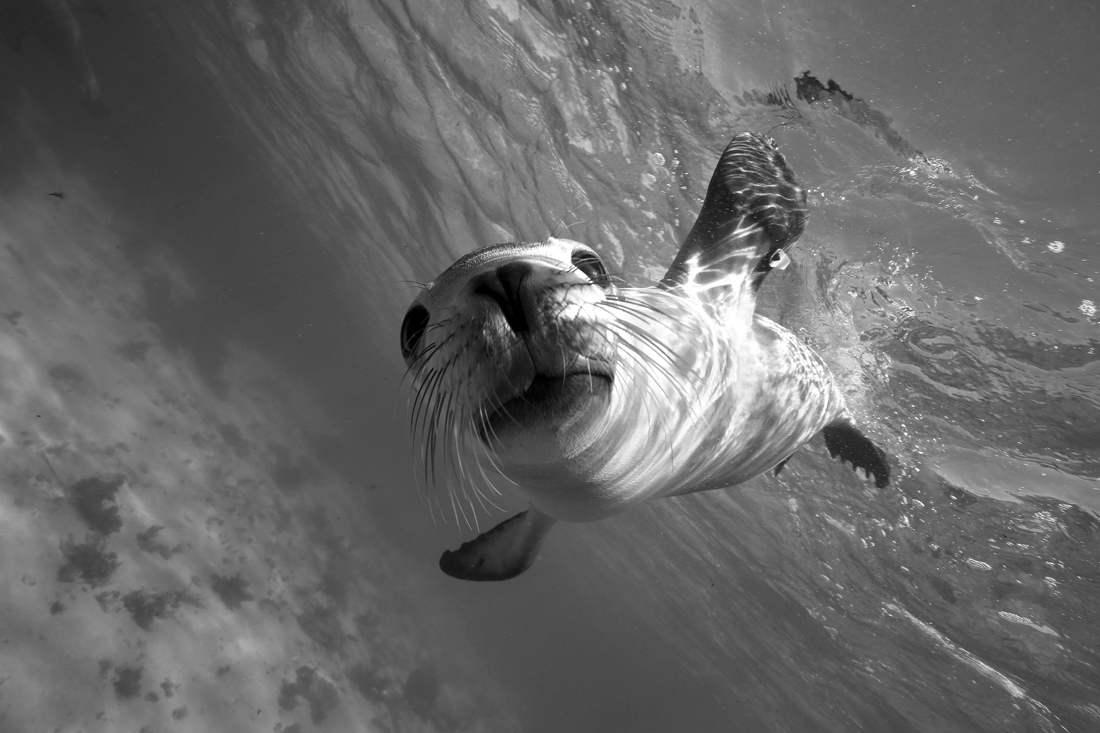 Our Oceans, our Life