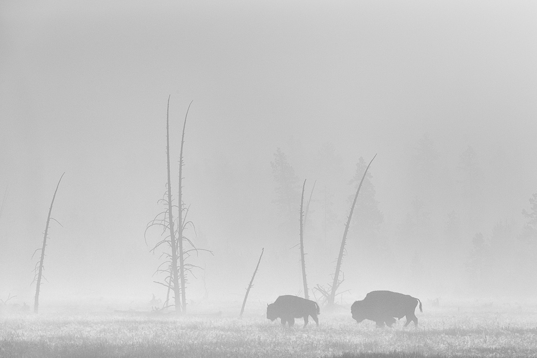 Bison of Yellowstone 