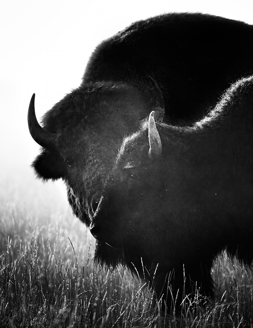 Bison of Yellowstone 
