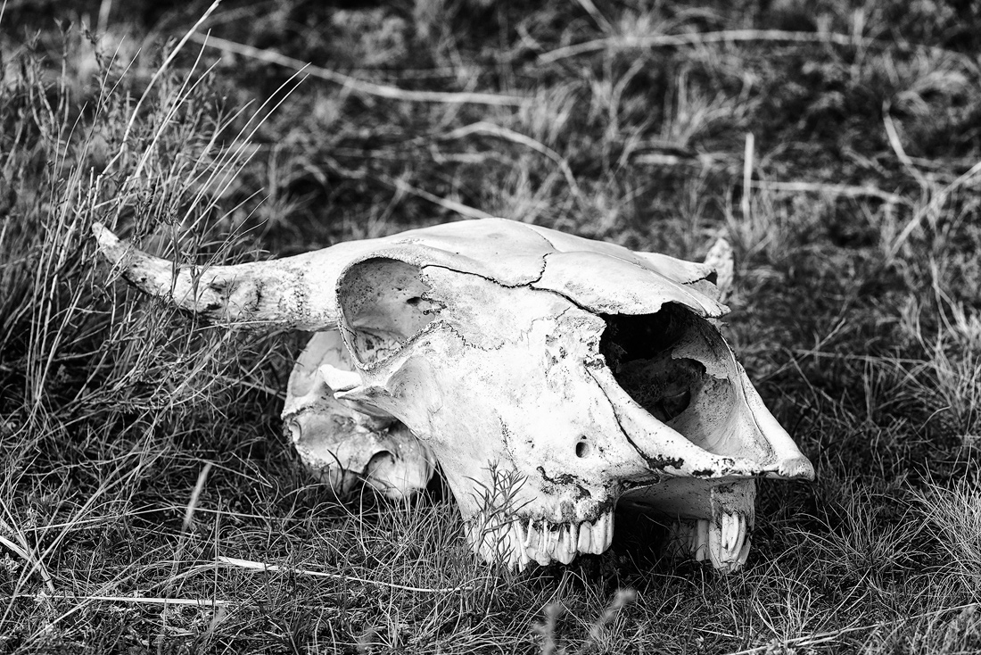 Bison of Yellowstone 
