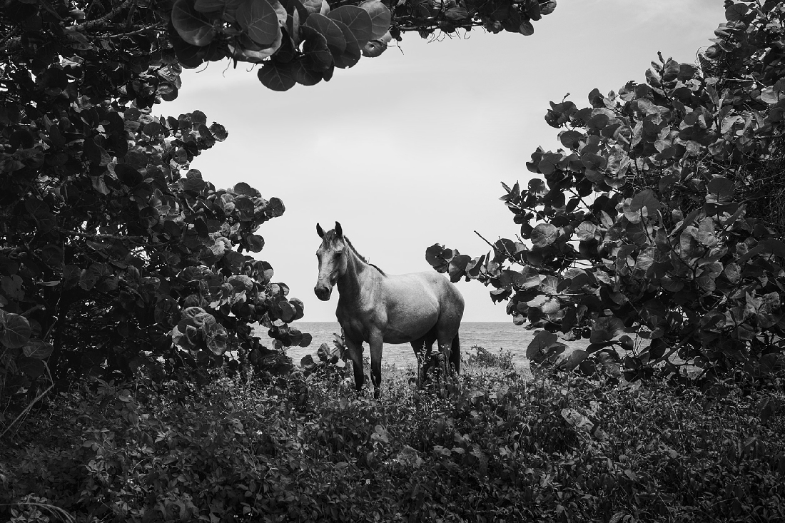 Island horse