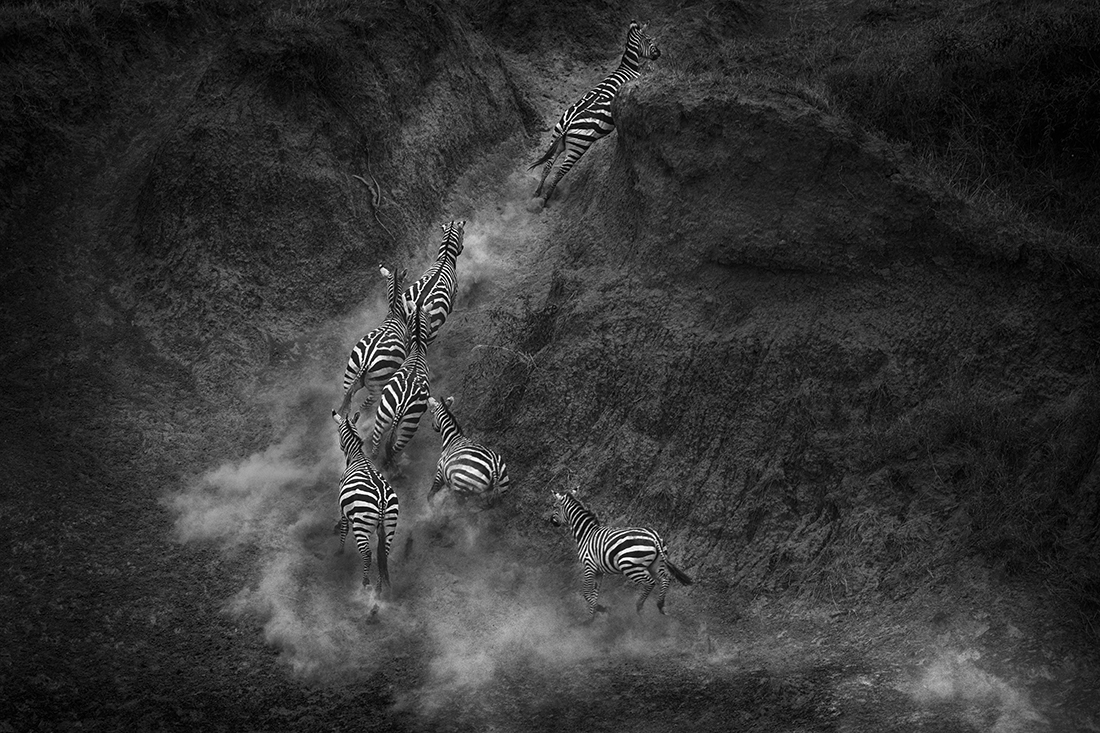 Zebra Crossing