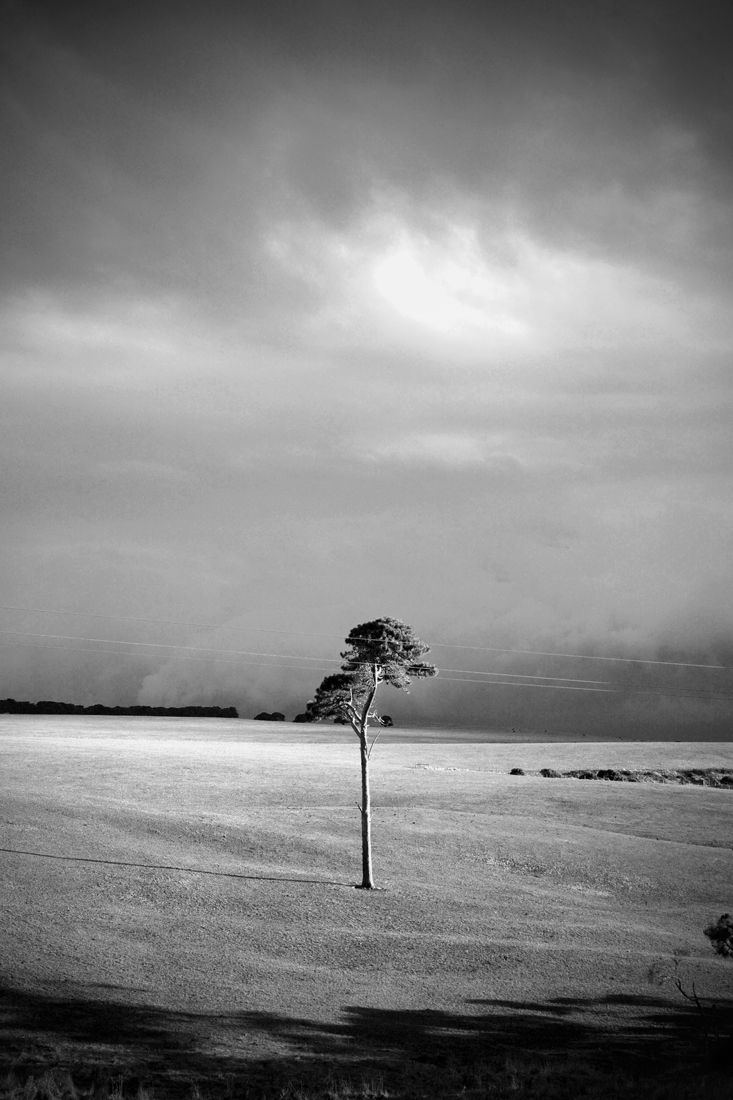Lone Tree 
