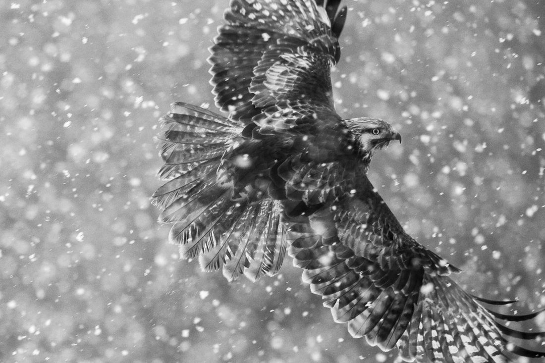 Flying in the snow storm