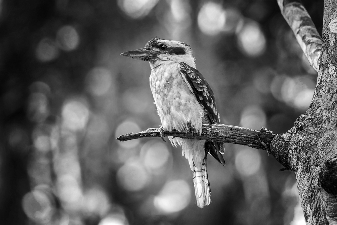 Laughing Kookaburra