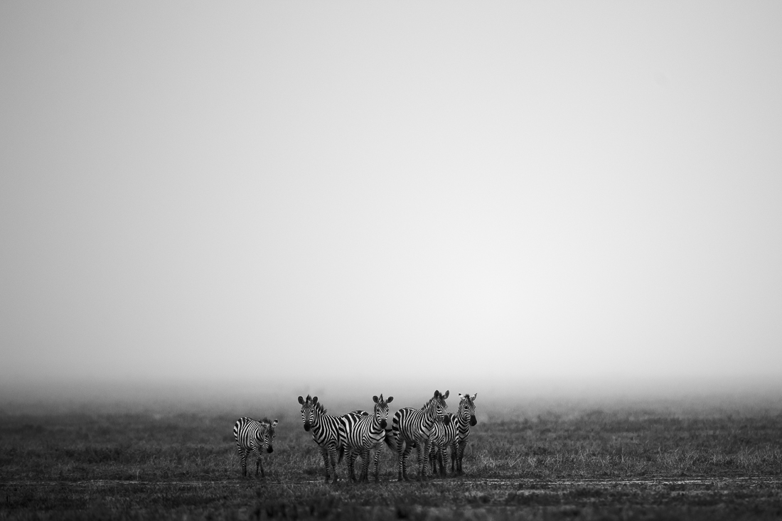 Serengeti wildlife and clouds
