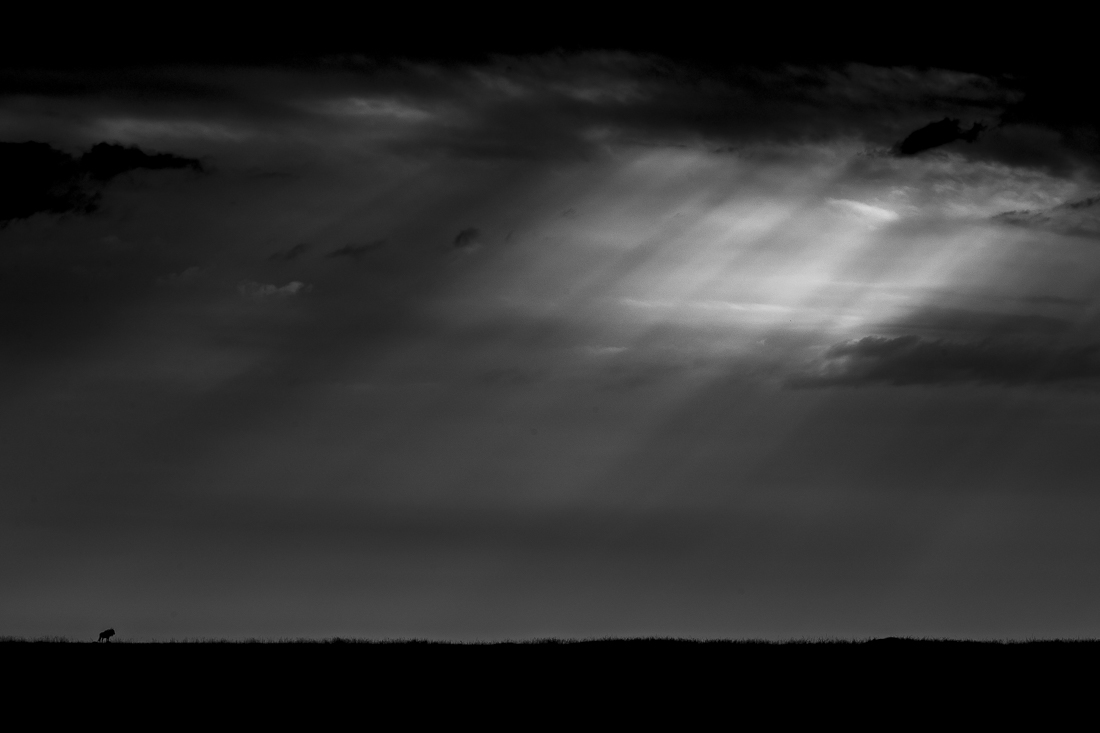 Serengeti wildlife and clouds