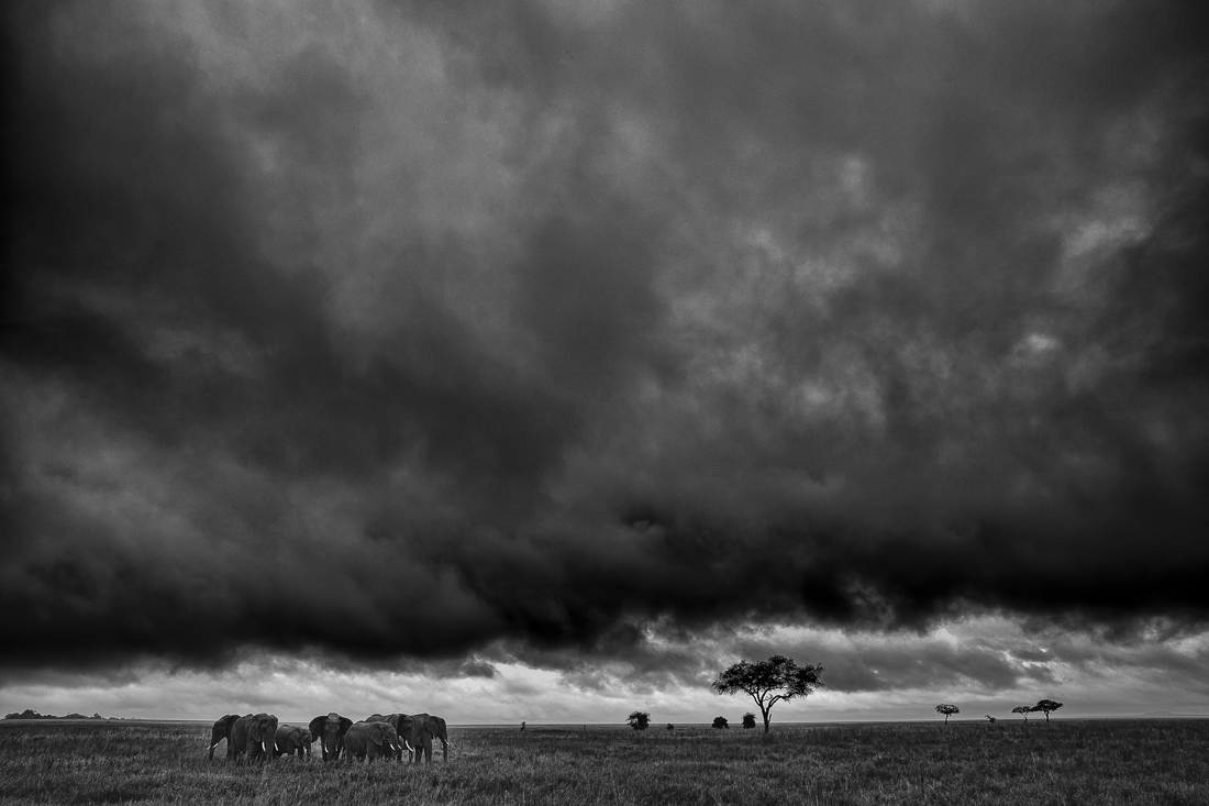 Serengeti wildlife and clouds