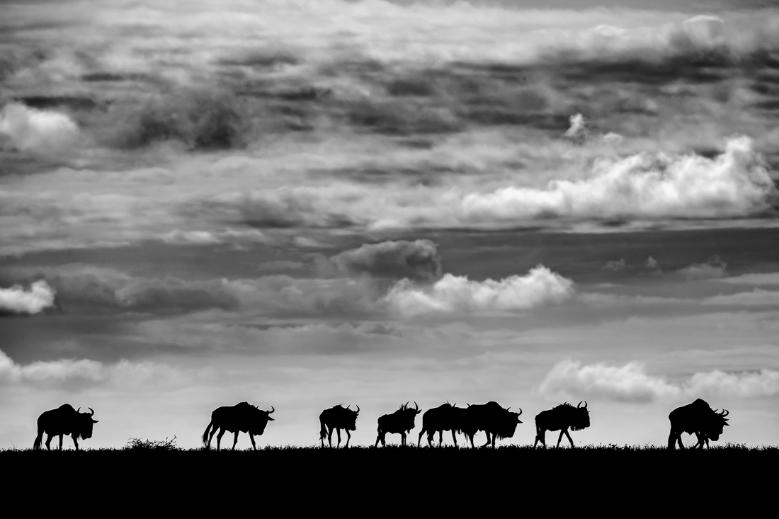 Serengeti wildlife and clouds