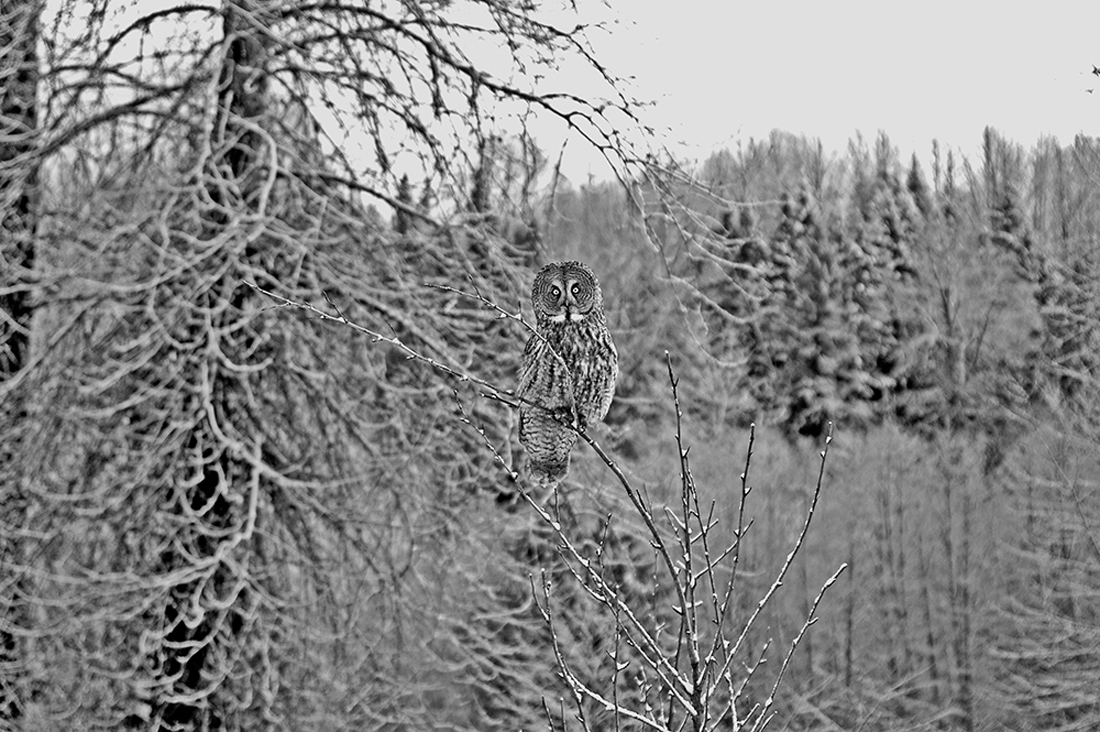 Portraits of wild Great Grey Owls