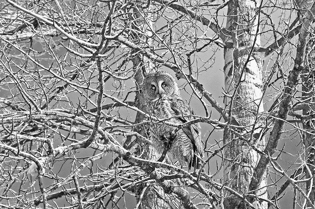 Portraits of wild Great Grey Owls