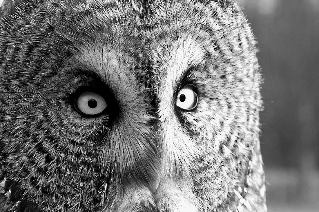 Portraits of wild Great Grey Owls