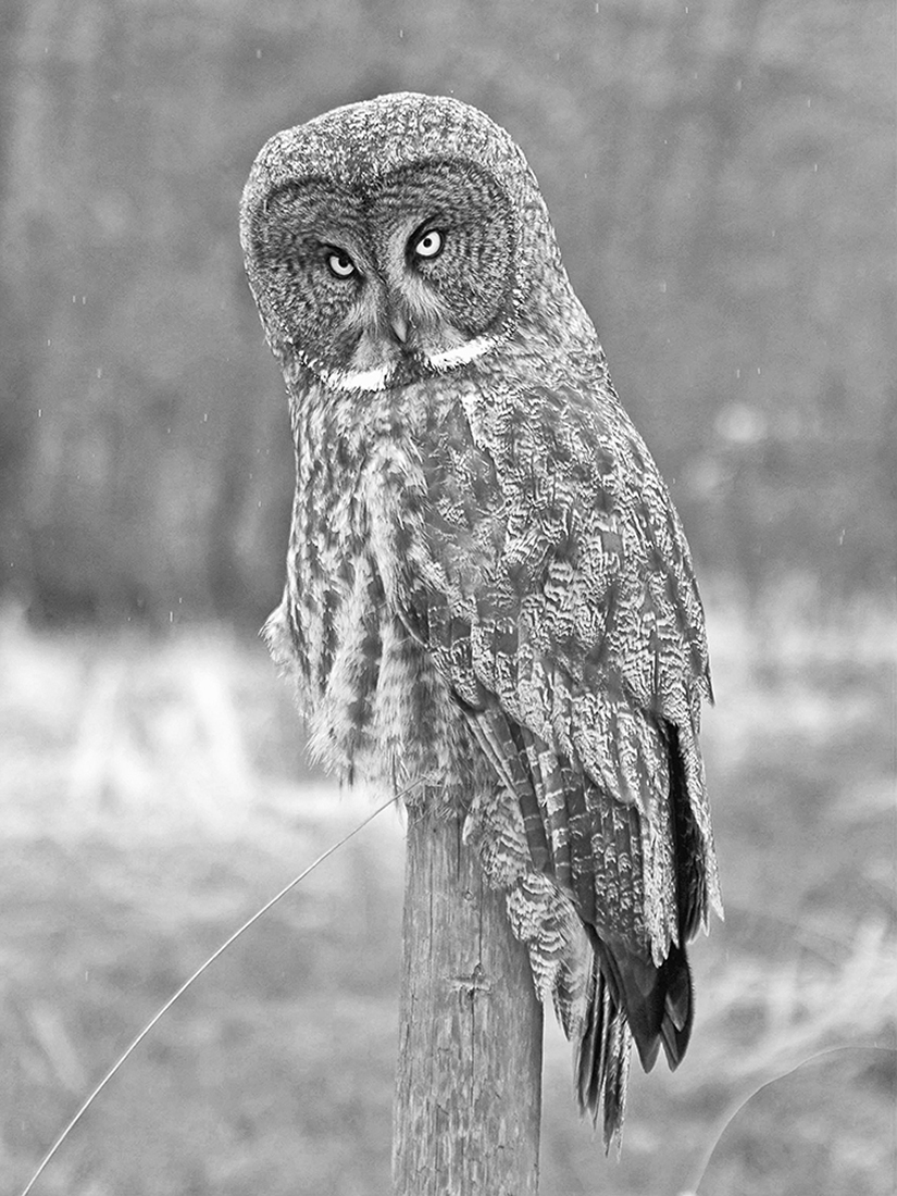 Portraits of wild Great Grey Owls