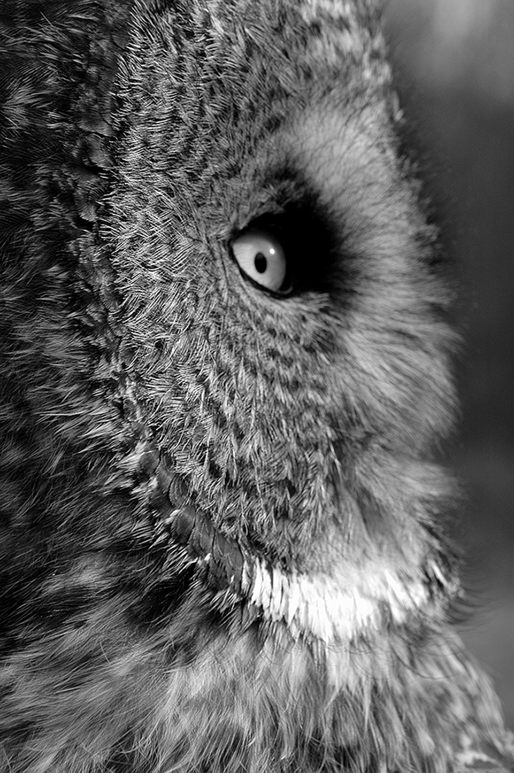 Portraits of wild Great Grey Owls