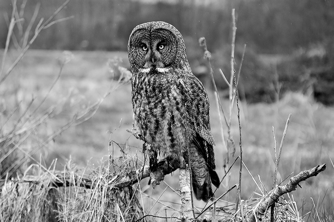 Portraits of wild Great Grey Owls