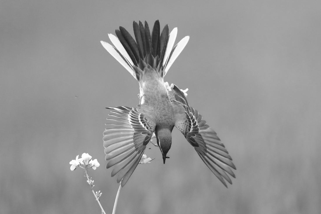 From the life of birds.