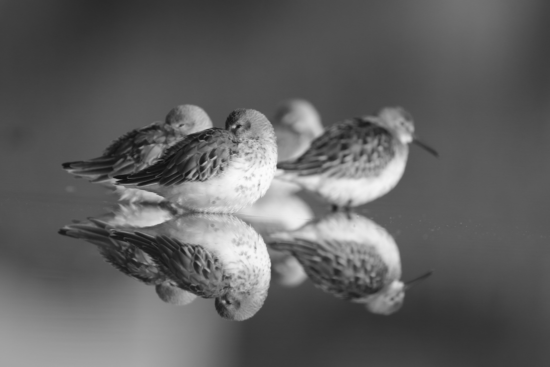 From the life of birds.