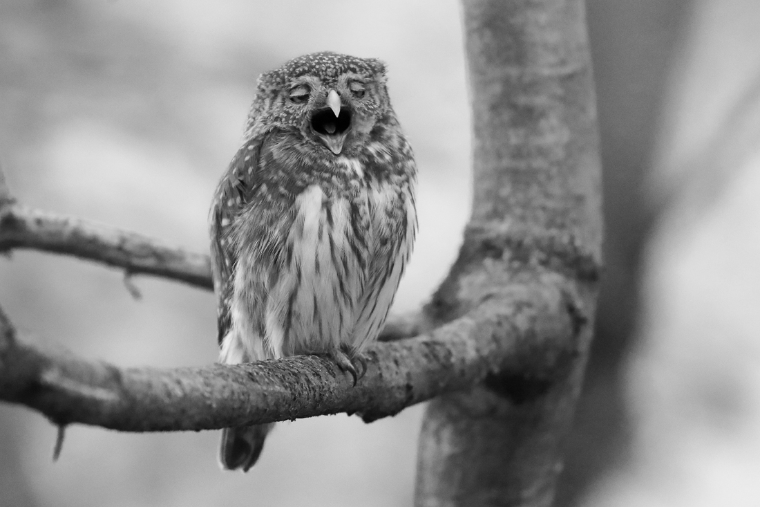 From the life of birds.