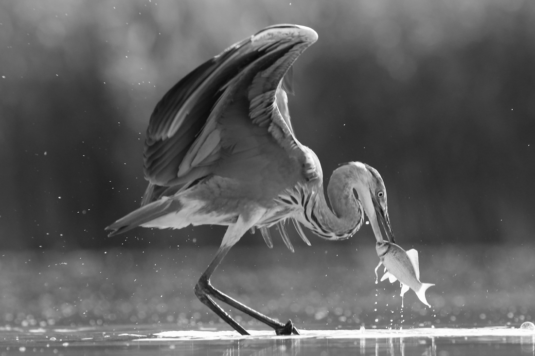 From the life of birds.